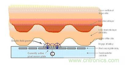 黑客竟能從手指照片復(fù)制指紋，指紋識別還安全嗎？