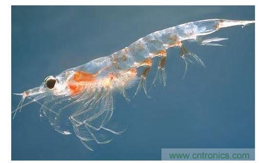 可大量供應(yīng)的普通蝦殼中含有開發(fā)高效率有機(jī)太陽能電池所需的成份。