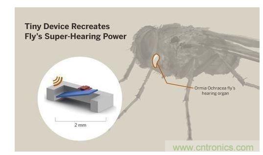 顯示研究人員們經(jīng)由這種寄生蠅的聲音處理機(jī)制啟發(fā)，開發(fā)出一款低功耗的麥克風(fēng)組件。