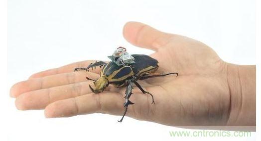 研究人員觀察手中的花甲蟲(chóng)及其背包等細(xì)節(jié)。