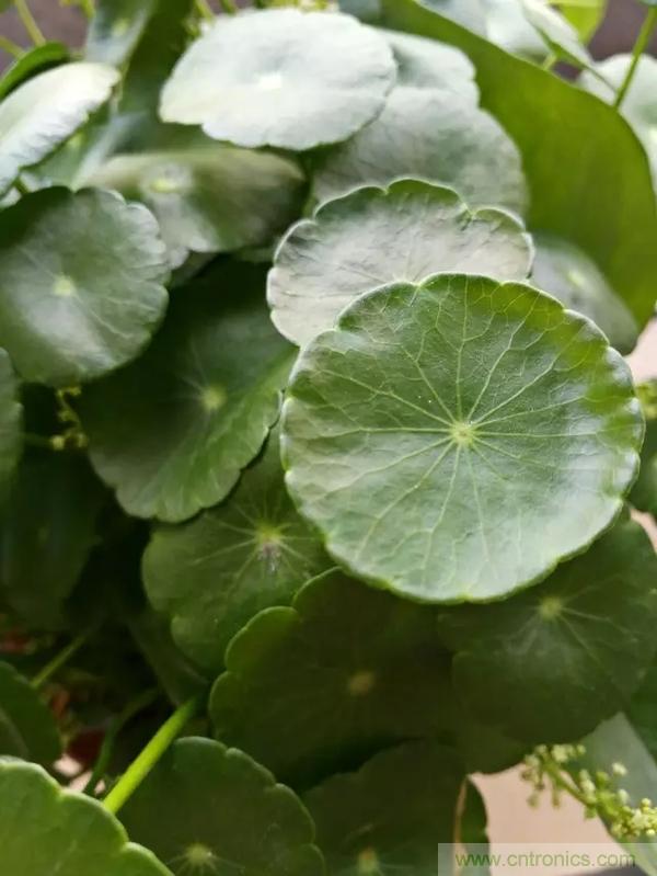 手機(jī)單鏡頭和雙鏡頭設(shè)計(jì)有什么區(qū)別？