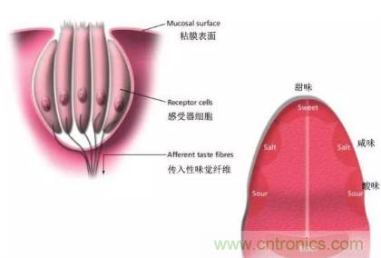 仿生傳感器的定義、原理、分類及應(yīng)用
