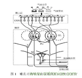 仿生傳感器的定義、原理、分類及應(yīng)用